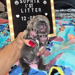 Princess Sophia - Blue female French Bulldog puppy in Avondale, Arizona from Montes House of  Frenchies