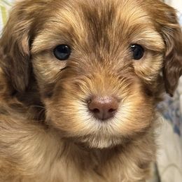 F1 71125 MC - Cafe au lait female Maltipoo puppy in Bakersfield, California from Silvia's Maltipoos