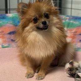 Millie - Pomeranian