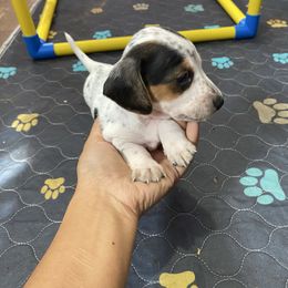 Rae - Piebald female Dachshund puppy in Magnolia, Texas from Carrie’s Countryside Dachshunds