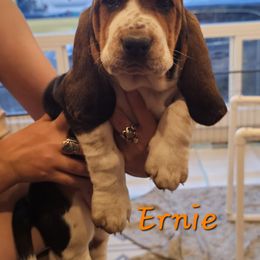 Ernie - Mahogany and white male Basset Hound puppy in Greenleaf, Idaho from Happy Acre Bassets