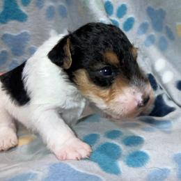 Third-Born Boy - White black and tan male Wire Fox Terrier puppy in Ennis, Texas from Syrayed Farm