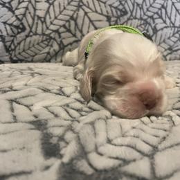 Cocker Spaniel Puppies from Hershey Sugar Rd Cockers