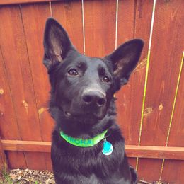Aurora - German Shepherd