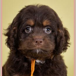 Shrek - Brown and tan male Cockapoo puppy in Connersville, Indiana from Deaz Doodle Ranch