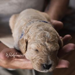 Americano - Apricot male Goldendoodle puppy in Madison, Georgia from Wildflower Doodles