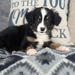 Clay - Black tri male Miniature Australian Shepherd puppy in Killen, Alabama from Wilkers Wholehearted Mini Aussies