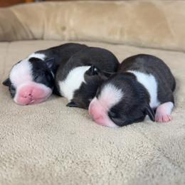 Boston Terrier Puppies from Candi's Boston Terriers