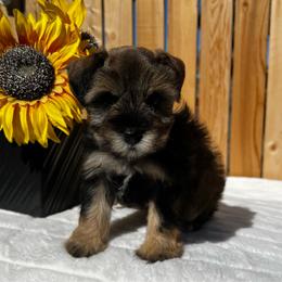 Jenga - Salt and pepper male Miniature Schnauzer puppy in Menifee, California from Moonshine’s Minis