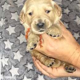 Furry and Bright Litter g - Golden female Golden Retriever puppy in Argyle, Texas from Skarlotte Goldens, LLC