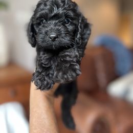 Nimbu - Black male Cockapoo puppy in Alexandria, Alabama from Bright and Beautiful Cockapoos and Doodles