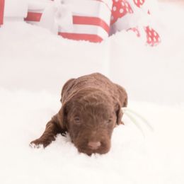 Choco latte - Chocolate female Goldendoodle puppy in Arlington, Texas from Chambers Doodle Patch