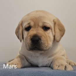 Labrador Retriever Puppies from East Deep River Farm and Labradors