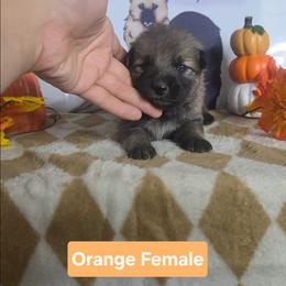 Orange Collar - Sable female German Shepherd puppy in Cadet, Missouri from Working Valley Shepherds