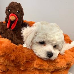 Boy 1 - White and buff male Bichon Frise puppy in Greensboro, North Carolina from Luna Llena Bichons