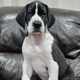Sharp - Mantle male Great Dane puppy in Castle Rock, Washington from Uber Alles Great Danes