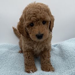 Rudy - Red  male Goldendoodle puppy in Kansas City, Kansas from Bella & Ivy’s Mini Goldendoodles of KC