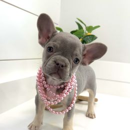 Charlotte - Blue fawn female French Bulldog puppy in Buford, Georgia from Petite Posh Puppies