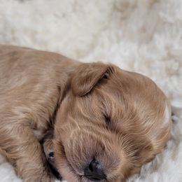 Aussiedoodle, Cavapoo, and Poodle Puppies from B&M Cottonwood Canines