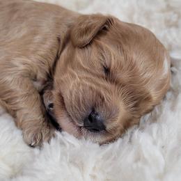 Aussiedoodle, Cavapoo, and Poodle Puppies from B&M Cottonwood Canines