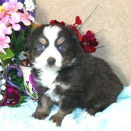 Miniature Australian Shepherds and Toy Australian Shepherds from Hughes Toys Mini Aussies