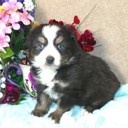 Miniature Australian Shepherds and Toy Australian Shepherds from Hughes Toys Mini Aussies