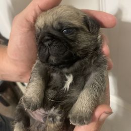 Boy 2 - Fawn male Pug puppy in Prairieville, Louisiana from Freedom Meadow Farm
