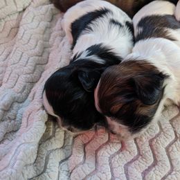 Shih Tzu Puppies from Tough Shih