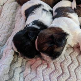 Shih Tzu Puppies from Tough Shih
