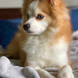 Mimosa - Pomsky