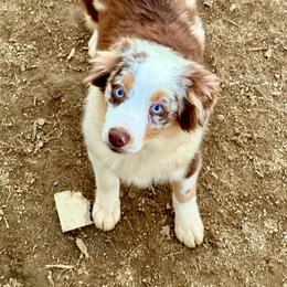 Luke - Miniature Australian Shepherd