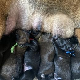 Belgian Malinois puppies from Focused Obedient Belgian Malinois