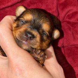 Sienna - Sable female Yorkshire Terrier puppy in Hope, Indiana from DJ Yorkies