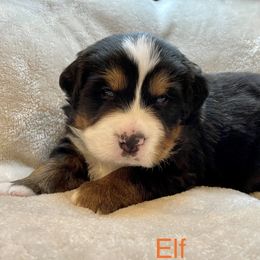 Bernese Mountain Dog Puppies from Willow Tree Berners