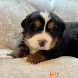 Bernese Mountain Dog Puppies from Willow Tree Berners