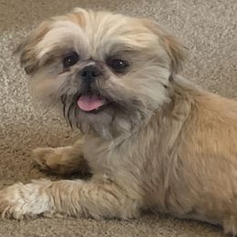 Suga - Shih Tzu