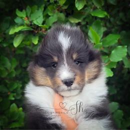 Scout - Black white and tan male Shetland Sheepdog puppy in Windsor, Colorado from Shirehill Shelties