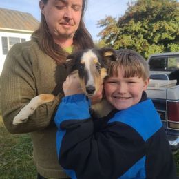 Piña Colada - Collie puppy from StarCollies