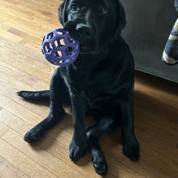 Labrador Retriever All Grown Up from Alley Rock Labradors, LLC