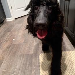Juniper - Blue female Poodle puppy in Moncks Corner, South Carolina from Charleston Reds Standard Poodles