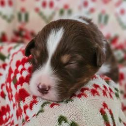 Nutmeg girl 2 - Red tri-color female Australian Shepherd puppy in Tehachapi, California from Astralvale Aussies