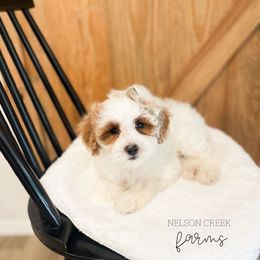 Snow White - Parti female Maltipoo puppy in Huntsville, Texas from Nelson Creek Farms