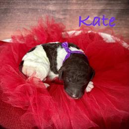 Kate - Parti female Poodle puppy in Houston, Texas from McEnery Standard Poodles