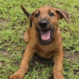 Irish Terriers from Blessed Hill & Dell