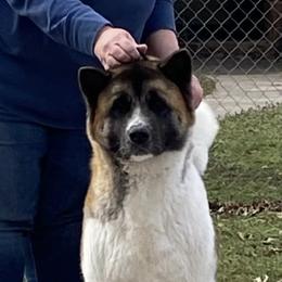 Buttercup - Akita