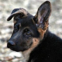German Shepherds from Loujuan German Shepherd Dogs