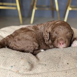 Briar - Chocolate female Goldendoodle puppy in Prattville, Alabama from Jericho Junction Doodles and Poodles