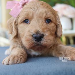 Echo - Apricot female Goldendoodle puppy in Salado, Texas from Red Ranch Dogs