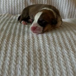 Boy Spot 1 - Sable male Pembroke Welsh Corgi puppy in Battle Ground, Washington from Westbrooke Kennels