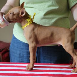 Pharaoh Hound Puppies from CharmedWons Pharaoh Hounds